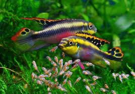 Kribensis / Pelvicachromis pulcher