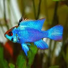 Ramirezi Eletric Blue