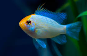 Ramirezi Eletric Blue Koi