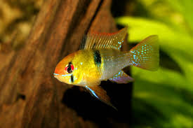 Ramirezi Comum