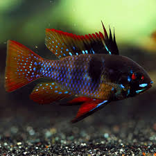 Ramirezi German Dark