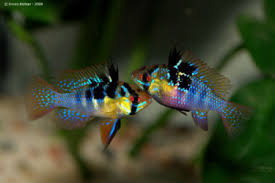 Ramirezi German Blue