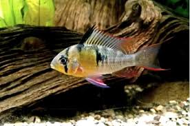Papilocromis
