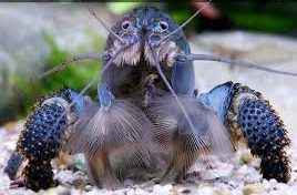 Lagosta Filtradora