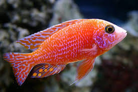 Aulonocara Fire Fish