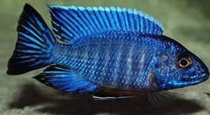 Aulonocara Blue