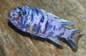 Aulonocara Borrada