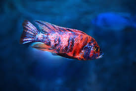 Aulonocara Multicolor