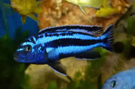 Auratus Azul