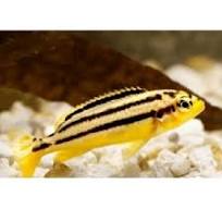 Auratus Amarelo