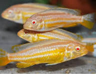 Auratus Albino