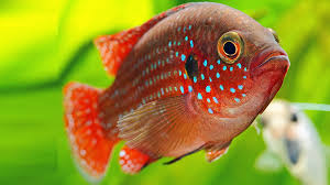 Acara Joia (Hemichromis bimaculatus)