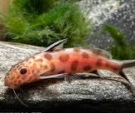 Sinodontis Petricola Gold / Synodontis vaillanti