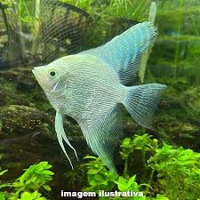Acara Bandeira Platinum 8cm