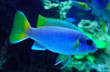 Moorii |4 a 5 cm | Gephyrochromis Moorii
