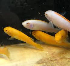 Labeotropheus Trewavasae Albino