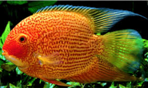 Acará Severum Gold Red Spotted Matriz 16-18cm