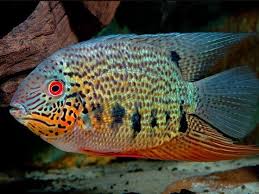 Acara Severum Notatus 12-14cm
