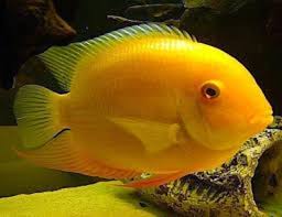 Acará Severum Gold