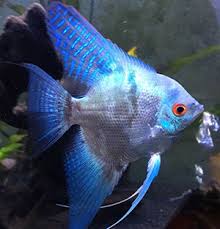 Acará Bandeira Leopardo Azul