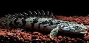 Polypterus Endlicheri 10-12cm