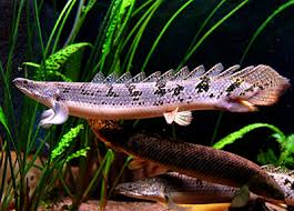 Polypterus Delhezi 10-12cm