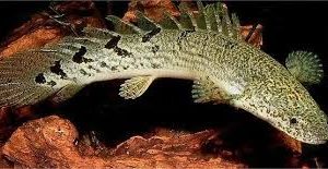 Polypterus Delhezi 6-8cm