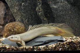 Polypterus Senegalus 5-6cm