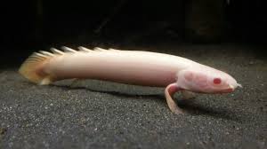 Polypterus Senegalus Albino 12cm