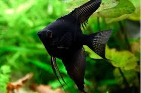 Acara Bandeira Full Black