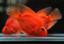 Papagaio kkp Vermelho 10cm
