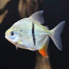Pacu Cadete 16cm