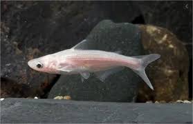Pangasius Albino 10cm