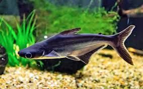 Pangasius Comum 10cm