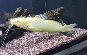 Jundia Albino 14cm