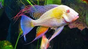 Geophagus Heckelli Albino 12cm