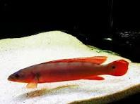 Jacunda Red 18cm