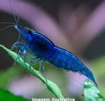 Camarão Neocaridina Blue