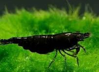Camarão Neocaridina Black