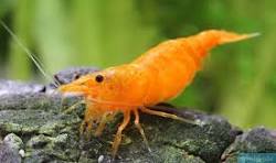 Camarão Neocaridina Orange