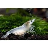 Camarão Neocaridina Snow Ball