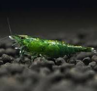 Camarão Neocaridina Green