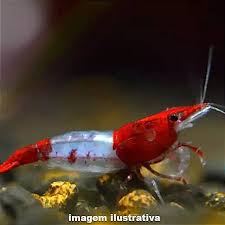 Camarão Neocaridina Red Rili