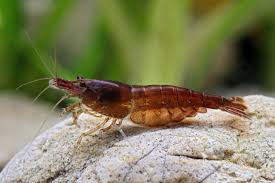 Camarão Neocaridina Chocolate