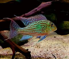Geophagus Sveni