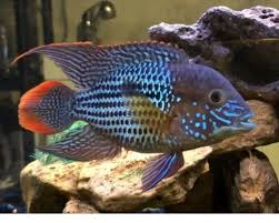 Green Terror 6-8cm