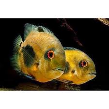 Uaru 16cm Casal