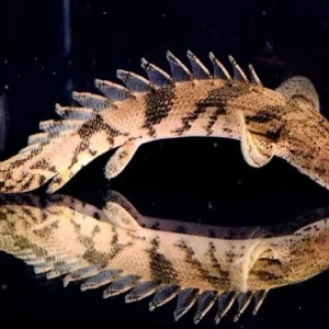 Polypterus Endlicheri 6-8cm
