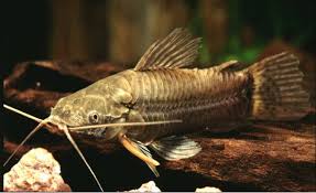 Camboja / Camboatá (Callichthys callichthys) 16cm