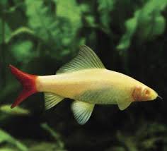 Labeo Bicolor Albino 6cm